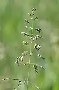Loose, whorled green panicle, much branched, 15 cm (6 in.) long