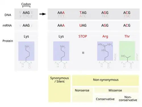 Image 27Point mutations classified by impact on protein (from Mutation)