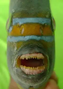 Denture, front view