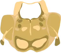 Cross-section of the middle pons (at the level of cranial nerve V)