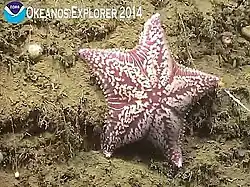 Porania pulvillus, a Poraniidae