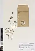 Herbarium specimen of seedlings
