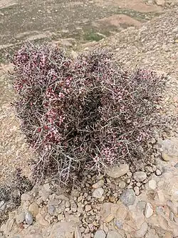 Prunus eburnea in Behbahan