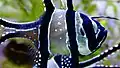 Close up body of Banggai cardinalfish in aquarium