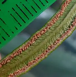 Sori of P. vittata from Antalya