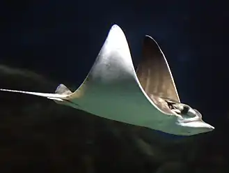 Bull rays (Aetomylaeus bovinus) are found along European and African coasts.