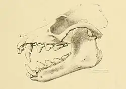 Drawing of bat skull
