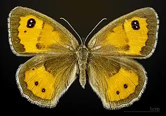 Female