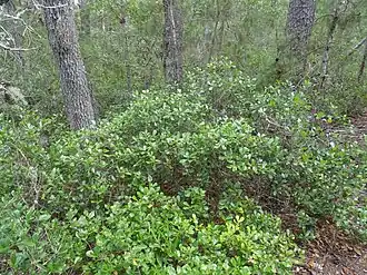Quercus myrtifolia growing as a shrub