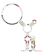 lysM-TM7 Secondary structure taken from the Rfam database. Family RF03005