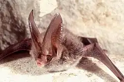 Rafinesque's big-eared bat (Corynorhinus rafinesquii)