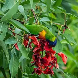 Drinking Erythrina crista-galli nectar