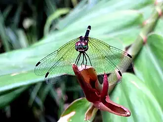 Female Rainforest elf in Cairns, head on view