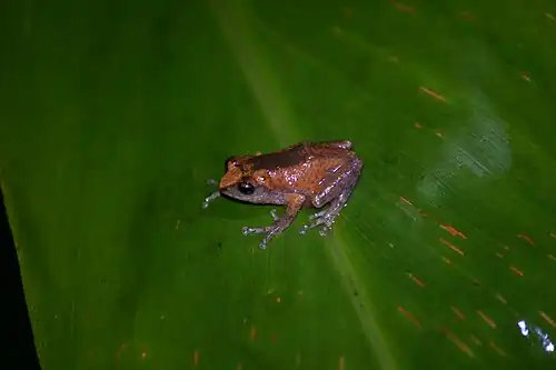 Lateral view