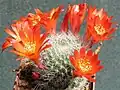 Rebutia minuscula var. minuscula (syn. R.&nbsp;senilis) – form with orange red flowers