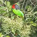 Red-winged parrot feeding on unknown fruit