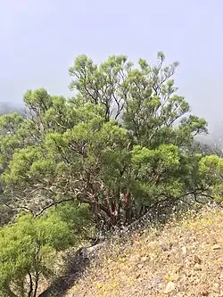 Adenostoma sparsifolium Torr. - Redshanks
