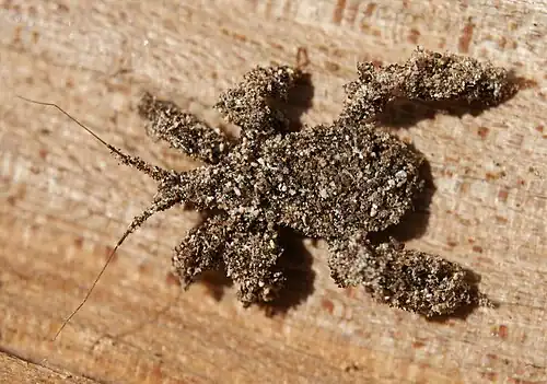 A nymph of the masked hunter bug, covered in sand grains