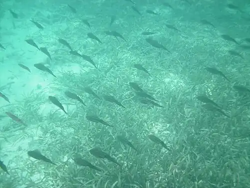 A school in Dry Tortugas National Park, Florida