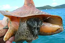 Large sea snail with yellowish shell and protruding eyestalks, with green seagrass on a sandy bottom