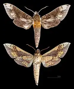 Rhagastis trilineata