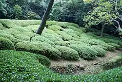 Ōkarikomi; trimmed bushes in Ritsurin Garden