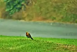 A picture of a Robin looking at the camera.