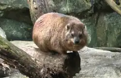 Rock hyrax pictured at Singapore Zoo