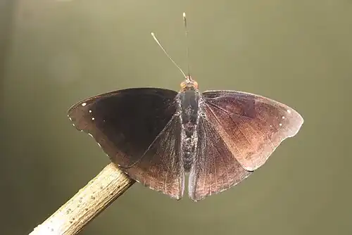 Male (dorsal view)