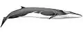 Fin whale illustration with a dark backside, white underside, lightly colored head, a slender body, and a small dorsal fin near the tail