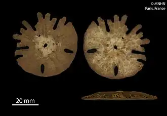 Rotula deciesdigitatus (MNHN).