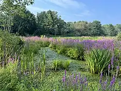 Marshes, aquatic plants, des Oblats Street