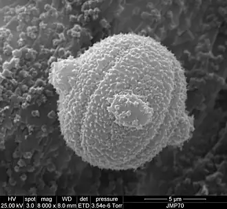 Pollen grain