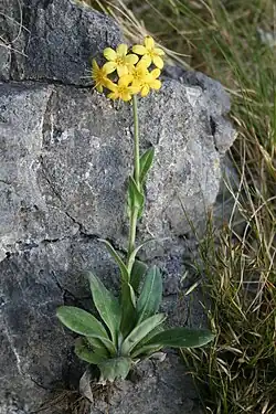 Flowering individual