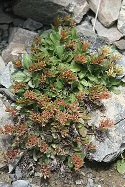 Fruiting plant of subsp. elderi