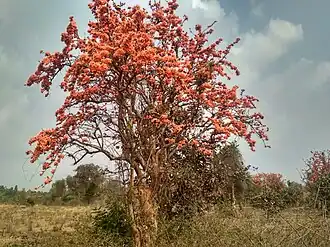 in full bloom, late January