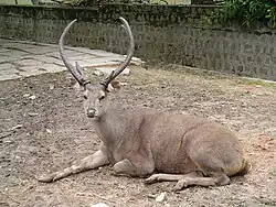 Sambar deer with thick, forked beams for antlers.