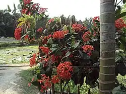 Ixora coccinea