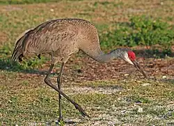 Sandhill crane at Jonathan Dickinson State Park, Florida