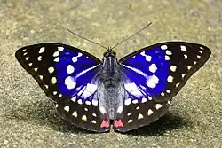 Great purple emperor