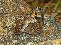 mating - female on the right