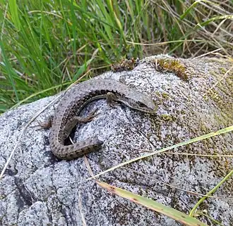 Northern alligator lizard (Elgaria coerulea)