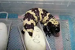 Gila monster hatching