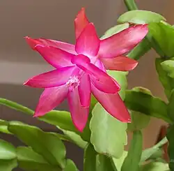 The picture shows a flower from more or less below. The tepals radiate outwards from the centre, more or less symmetrically. The petals nearest the viewer bend outwards less than those further away.