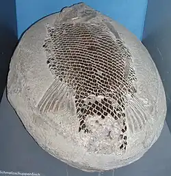 Fossil of a primitive rayfin with ganoid scales