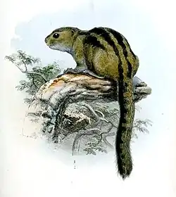 Drawing of brown squirrel