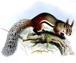 Brown, black, and white squirrel