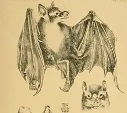 Drawing of bat
