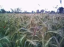 Rye is a secondary crop, originally being a mimetic weed of wheat.