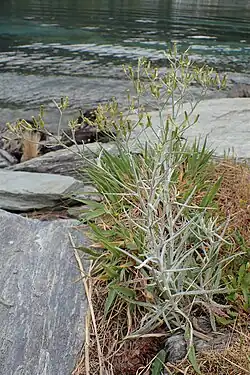 Senecio quadridentatus in Queenstown, Otago (New Zealand)